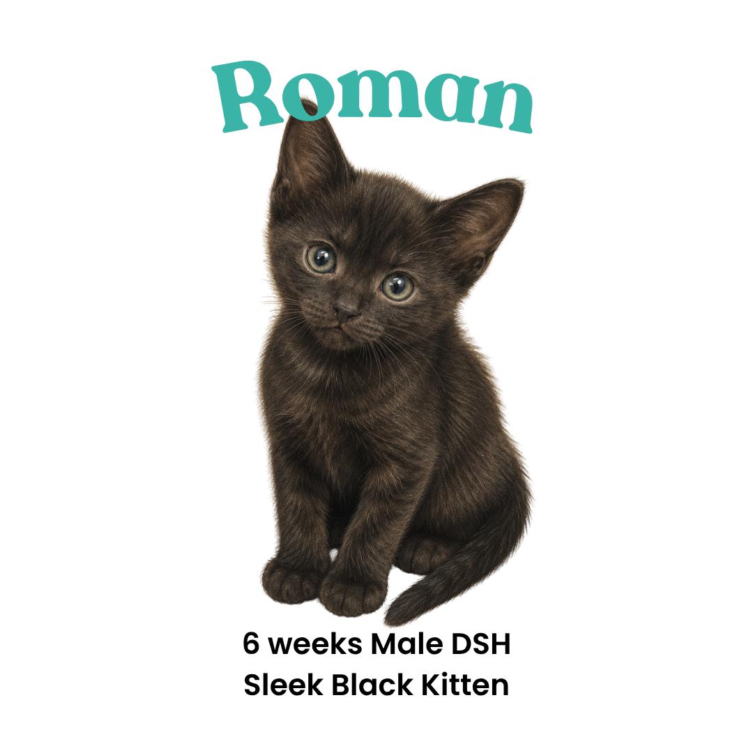 Enlarge Roman - available early September, a Adoptable mixed breed in Houston, TX image 2/5