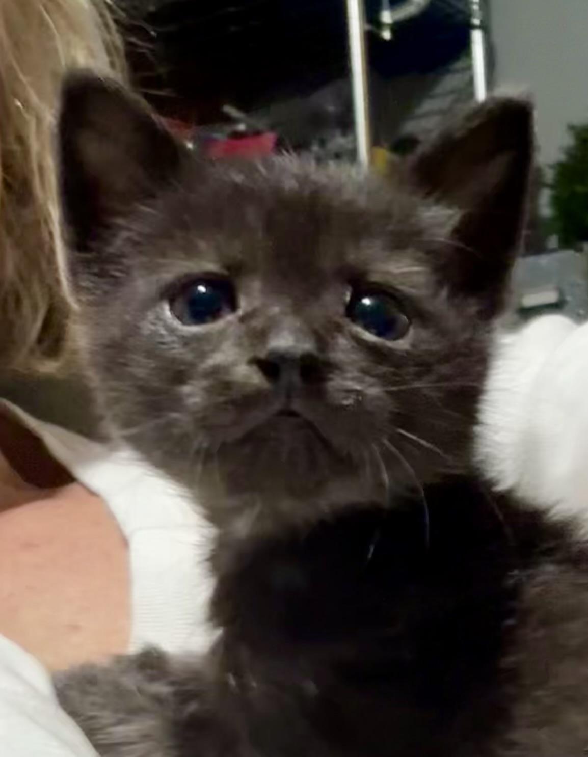 Roman - available early September, Adoptable, Kitten Male Domestic Short Hair.
