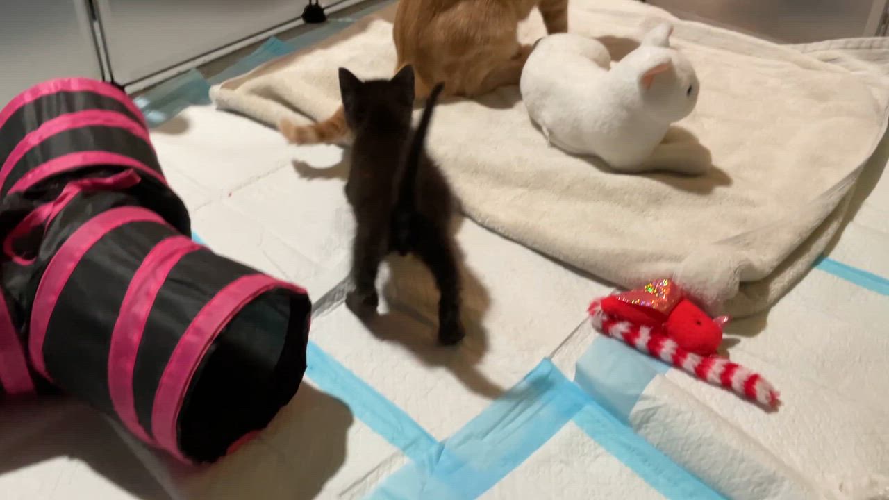 Enlarge Roman - available early September, a Adoptable mixed breed in Houston, TX video 3/5