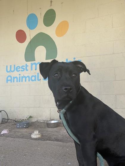 Thalia, Adoptable, Young Female Labrador Retriever.