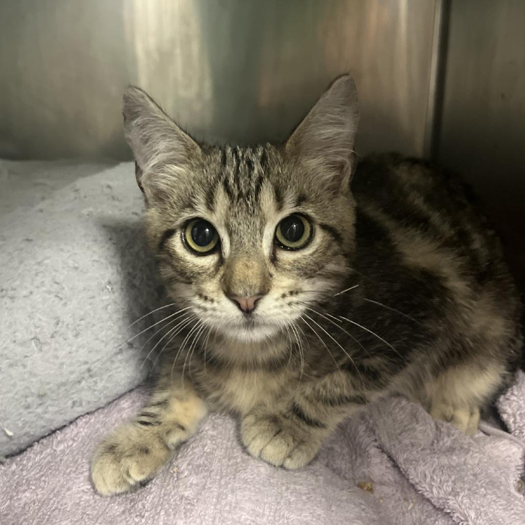 Lord Picklejuice, Adoptable, Kitten Male Domestic Short Hair.