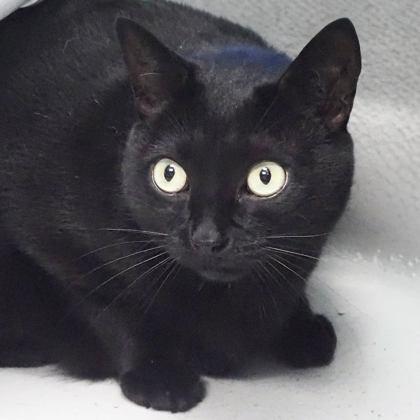Enlarge Eevee, a Adoptable mixed breed in Largo, FL image 1/3