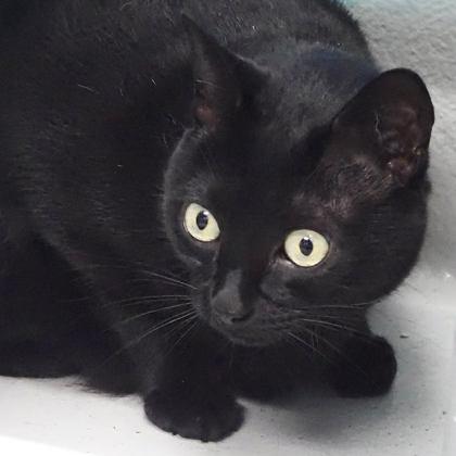 Enlarge Eevee, a Adoptable mixed breed in Largo, FL image 2/3