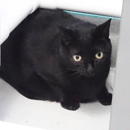 Enlarge Eevee, a Adoptable mixed breed in Largo, FL image 3/3