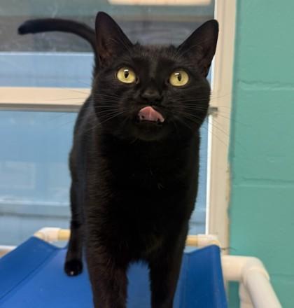 Enlarge Eevee, a Adoptable mixed breed in Largo, FL image 3/3