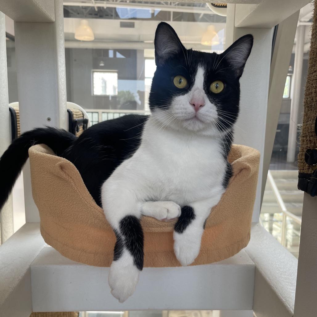 Bogo, Adoptable, Adult Male Domestic Short Hair.