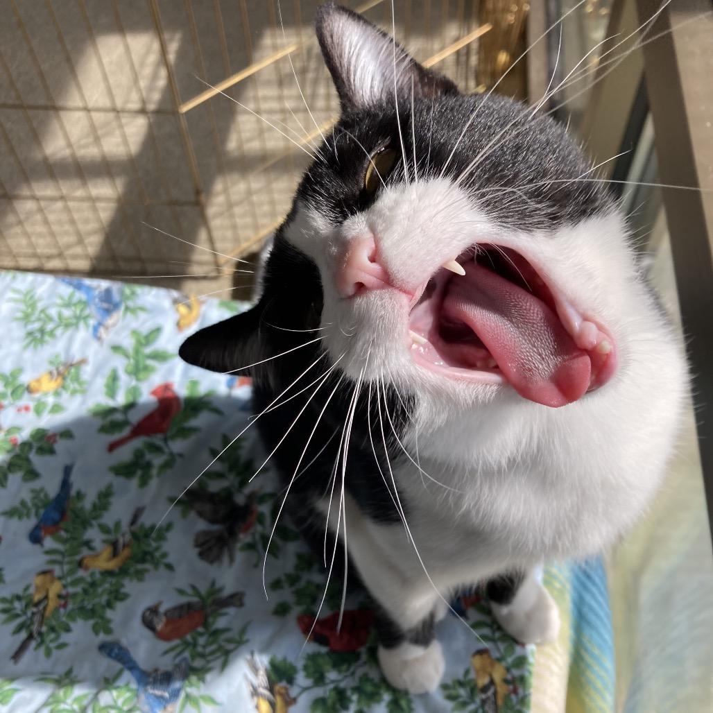 Bogo, a Adoptable Domestic Short Hair in Chicago, IL image 2/4
