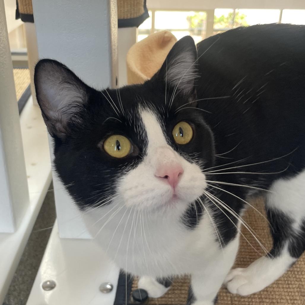 Bogo, a Adoptable Domestic Short Hair in Chicago, IL image 3/4