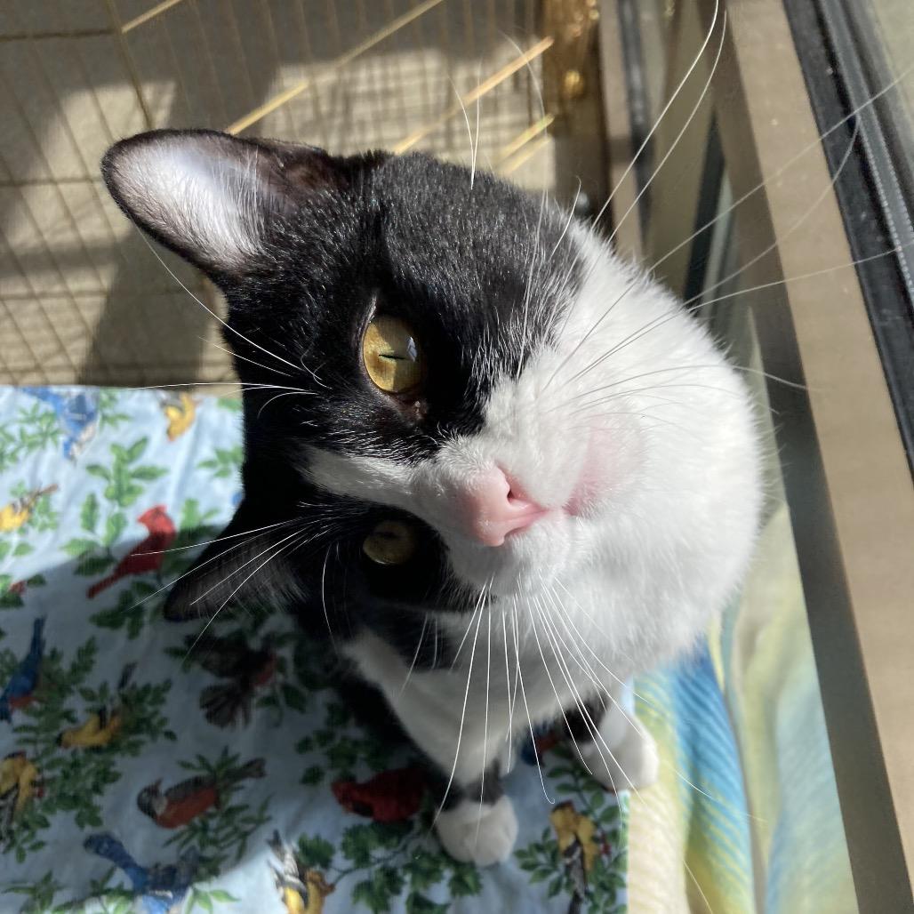 Bogo, a Adoptable Domestic Short Hair in Chicago, IL image 4/4