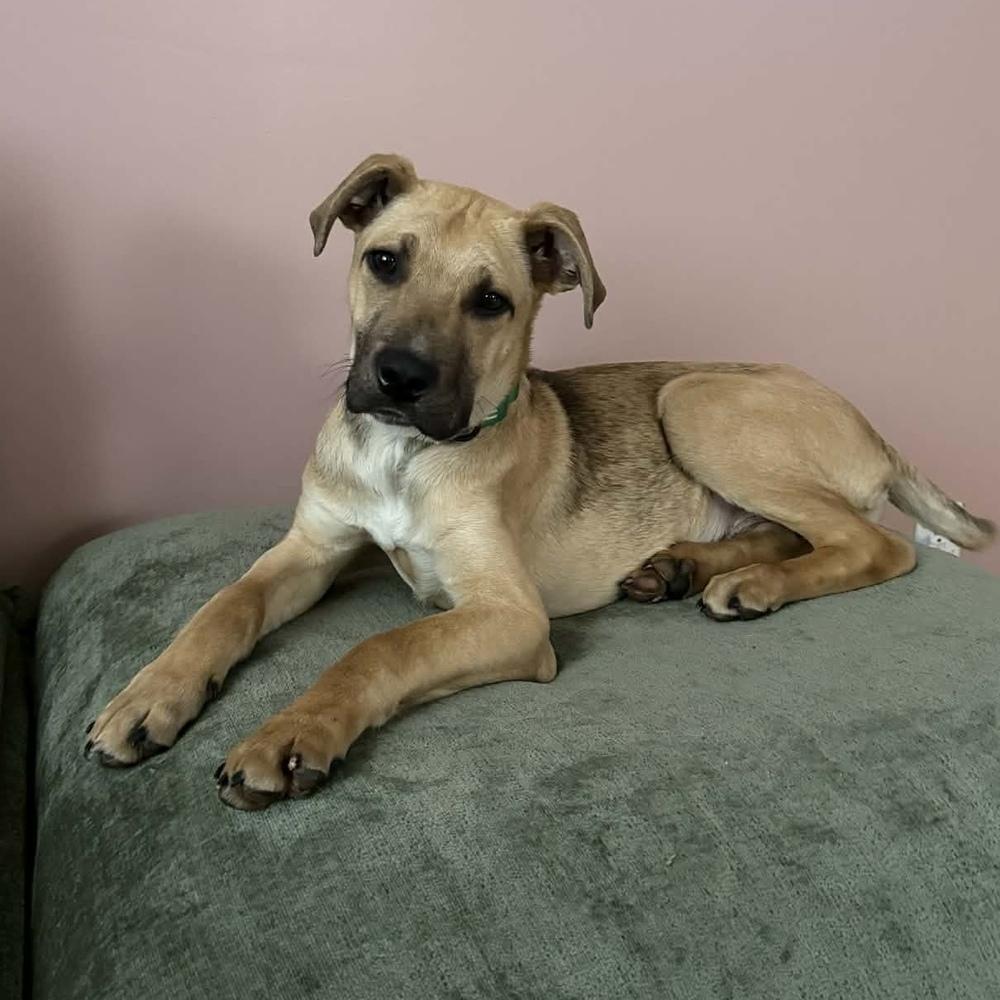 Enlarge Neo, a ADOPTABLE mixed breed in China Township, MI image 2/6
