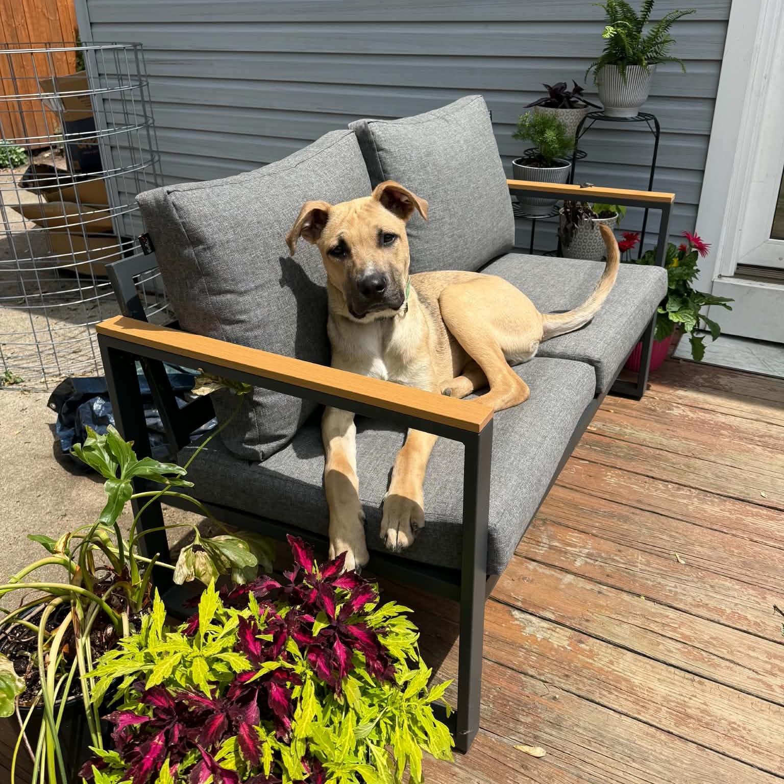 Enlarge Neo, a ADOPTABLE mixed breed in China Township, MI image 1/6