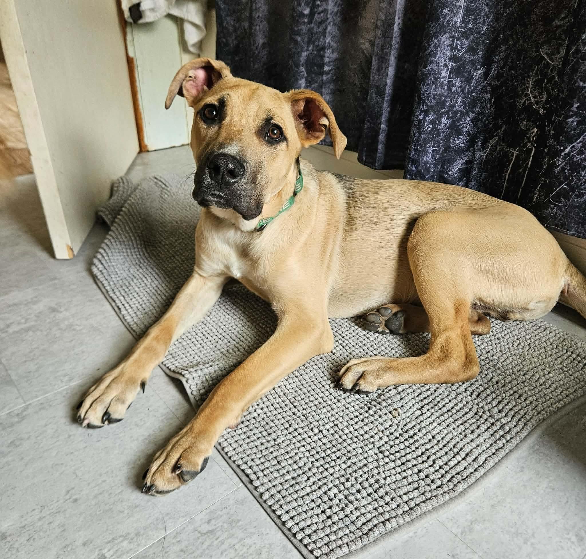 Enlarge Neo, a ADOPTABLE mixed breed in China Township, MI image 5/6