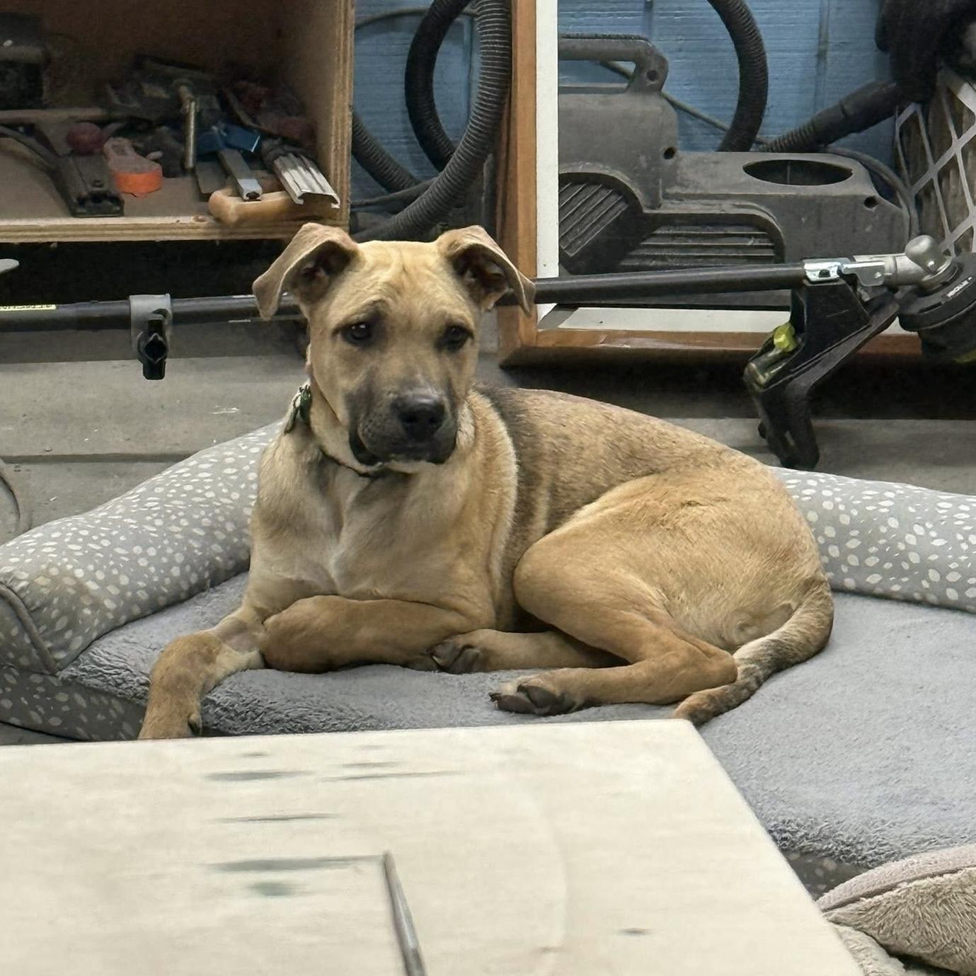 Enlarge Neo, a ADOPTABLE mixed breed in China Township, MI image 5/6