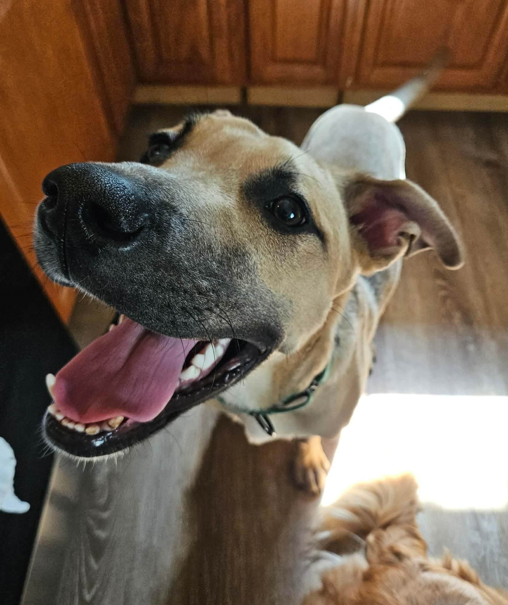 Enlarge Neo, a ADOPTABLE mixed breed in China Township, MI image 4/6
