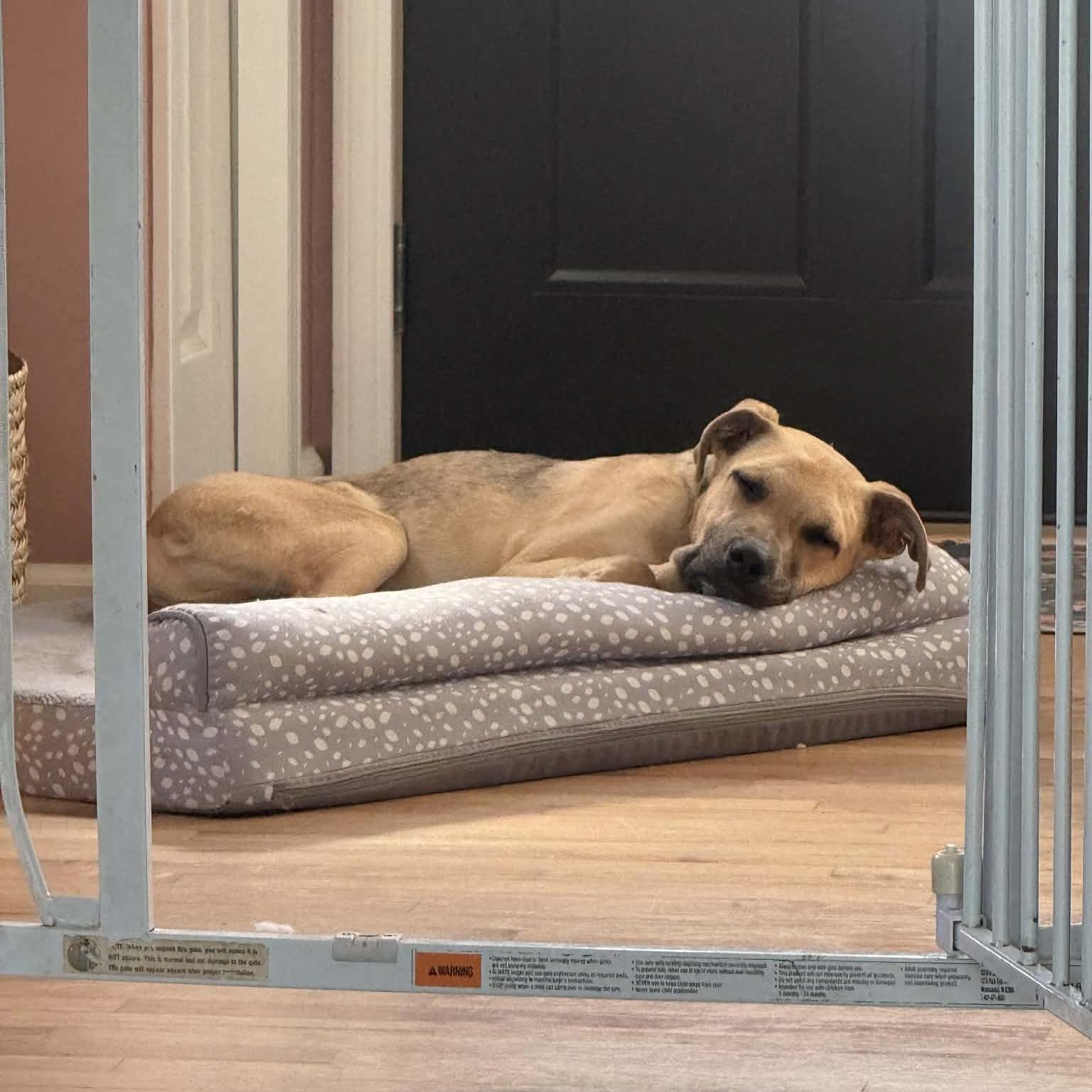 Enlarge Neo, a ADOPTABLE mixed breed in China Township, MI image 3/6