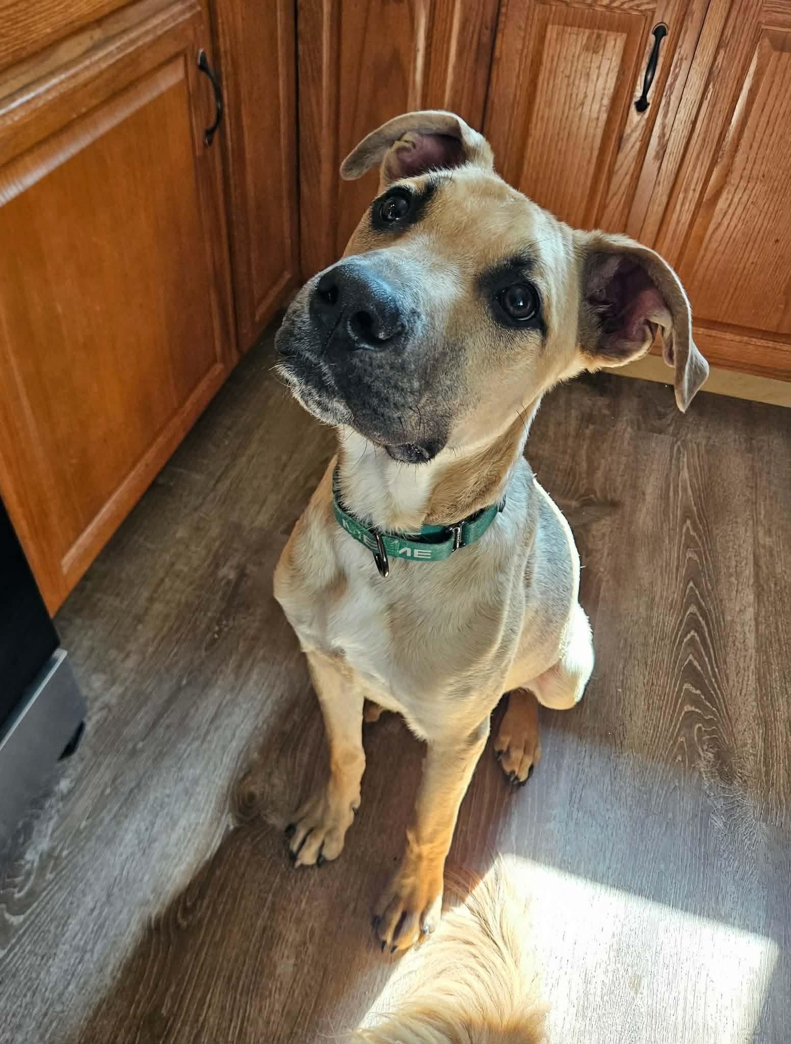 Enlarge Neo, a ADOPTABLE mixed breed in China Township, MI image 6/6
