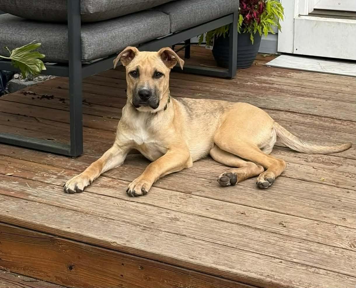 Enlarge Neo, a ADOPTABLE mixed breed in China Township, MI image 2/6