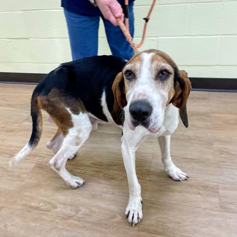 Ry Cooder, Adoptable, Senior Male Treeing Walker Coonhound.