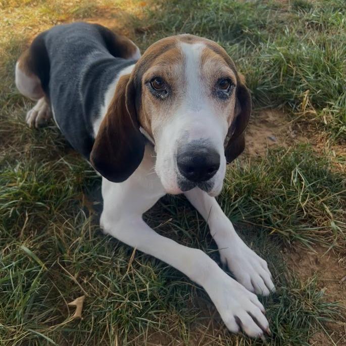 Enlarge Ry Cooder, a Adoptable Treeing Walker Coonhound in Verona, VA image 2/2