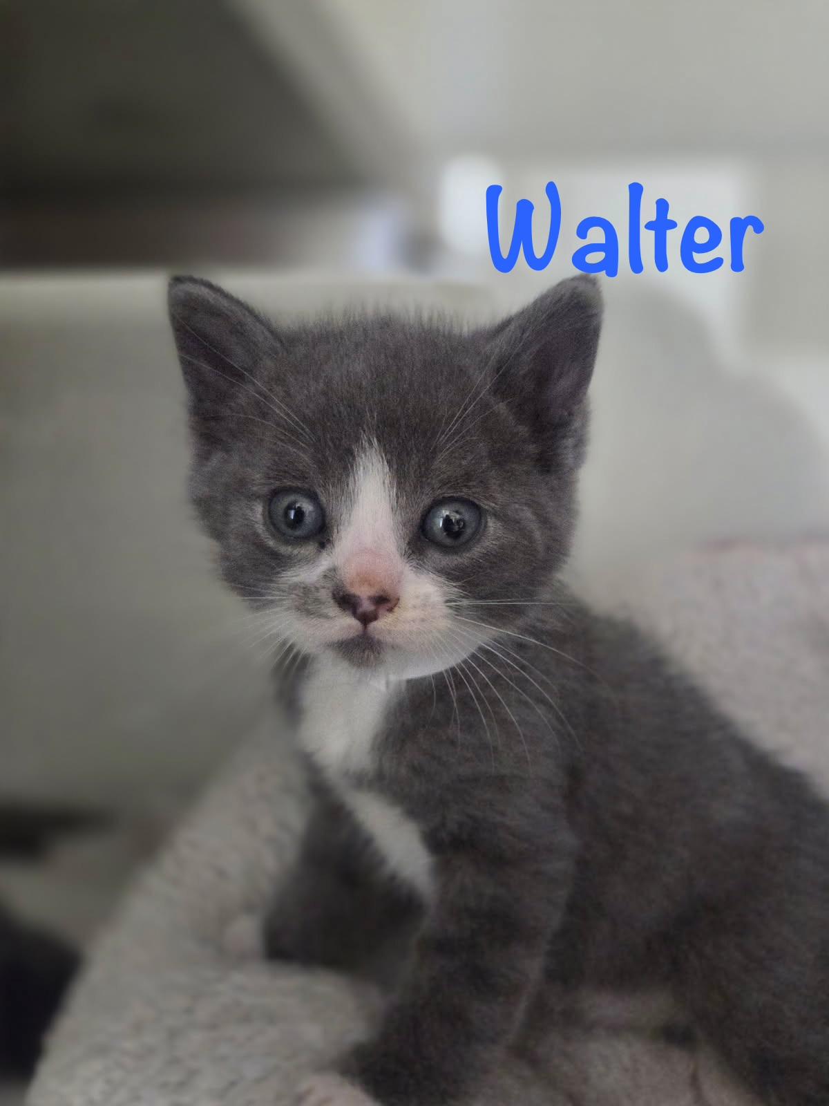 Enlarge Walter, a Adoptable Domestic Short Hair in Crescent City, CA image 1/3