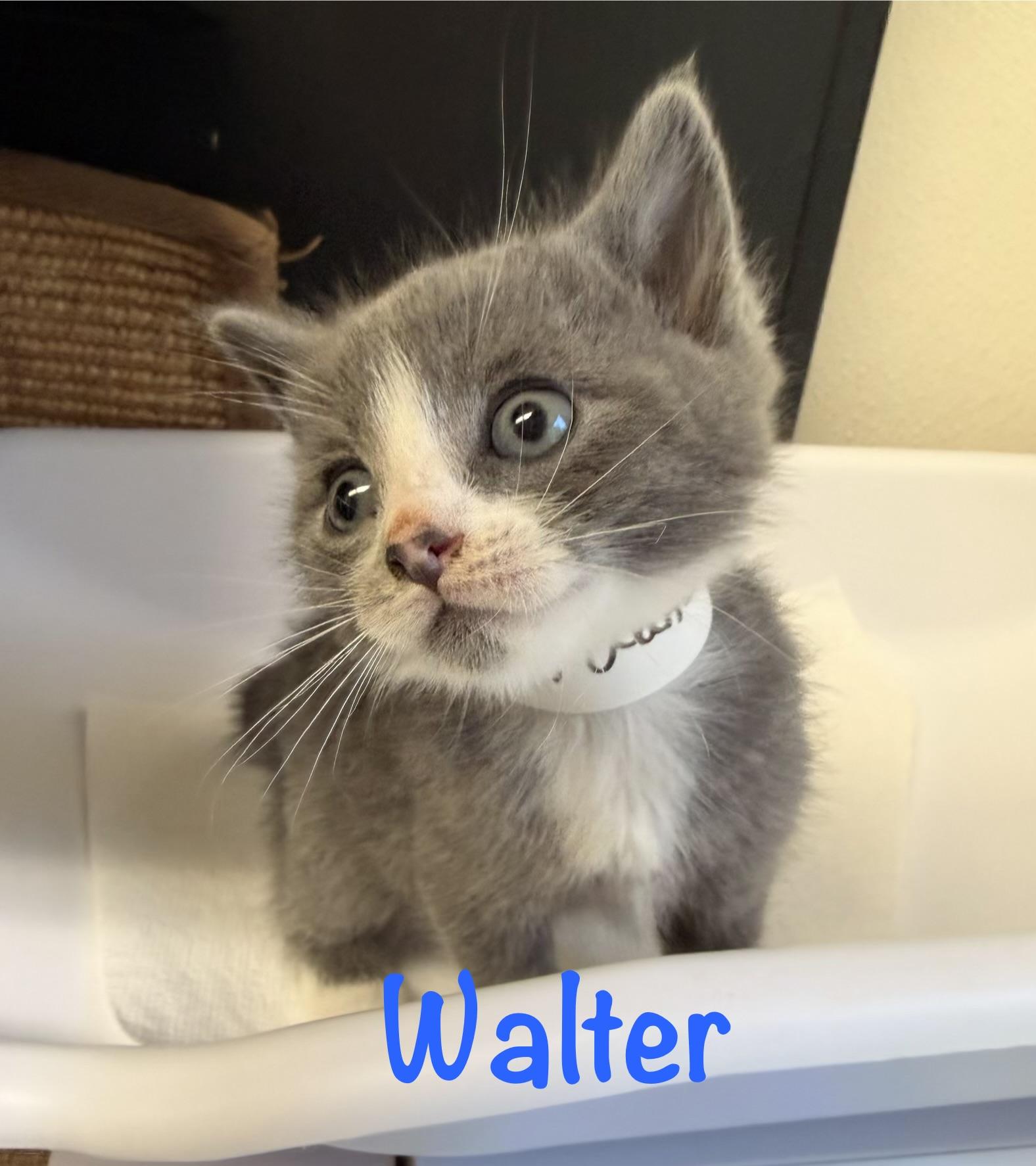 Enlarge Walter, a Adoptable Domestic Short Hair in Crescent City, CA image 2/3