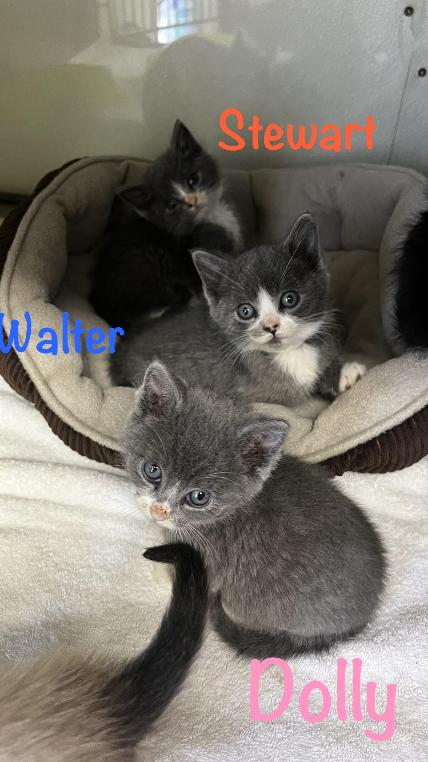 Enlarge Walter, a Adoptable Domestic Short Hair in Crescent City, CA image 3/3