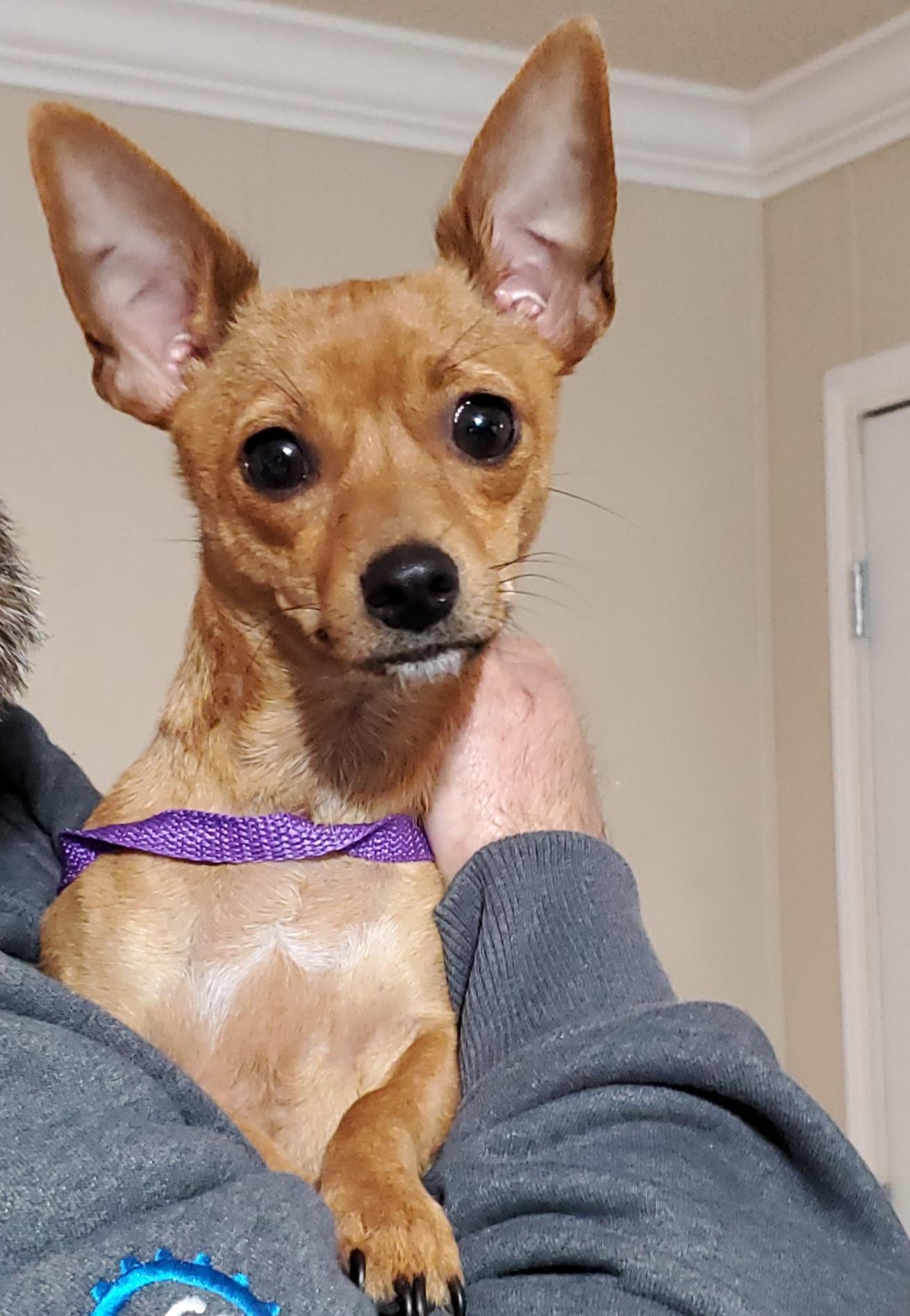 Rosa María , a Adoptable Chihuahua in Atlanta , GA image 2/2