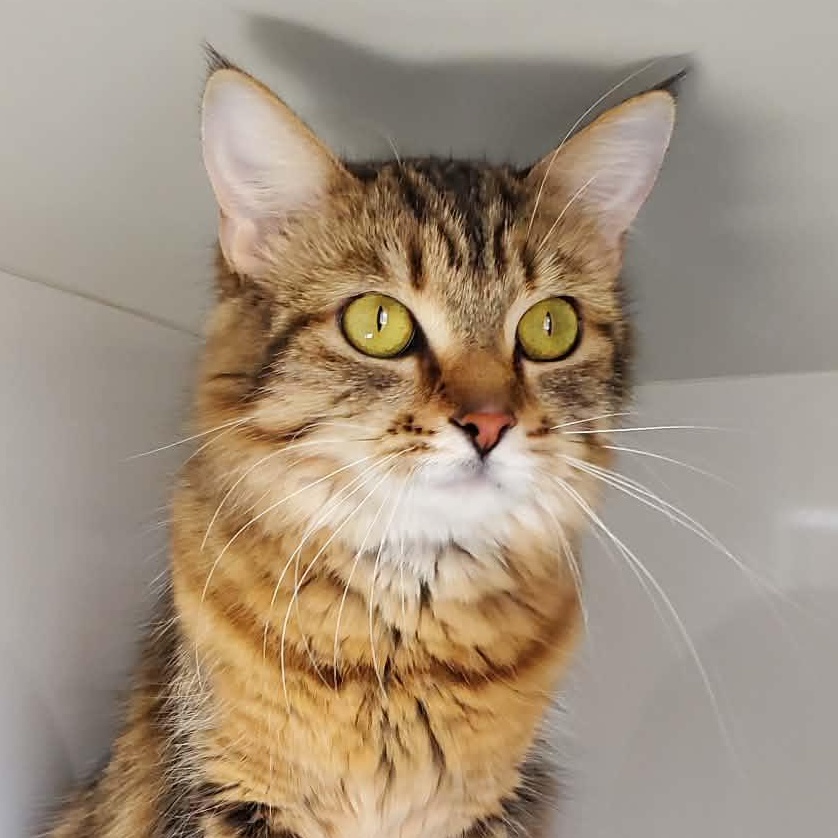 Zara, an adopted Domestic Medium Hair in Hutchinson, MN image 2/6