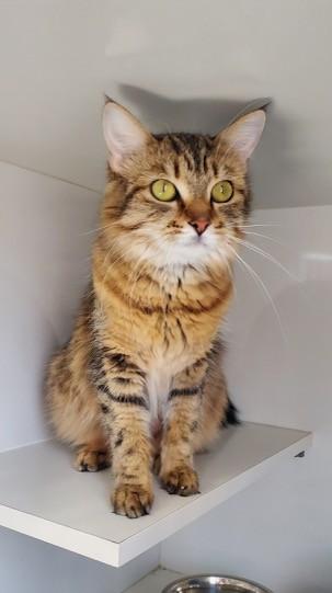 Zara, an adopted Domestic Medium Hair in Hutchinson, MN image 3/6