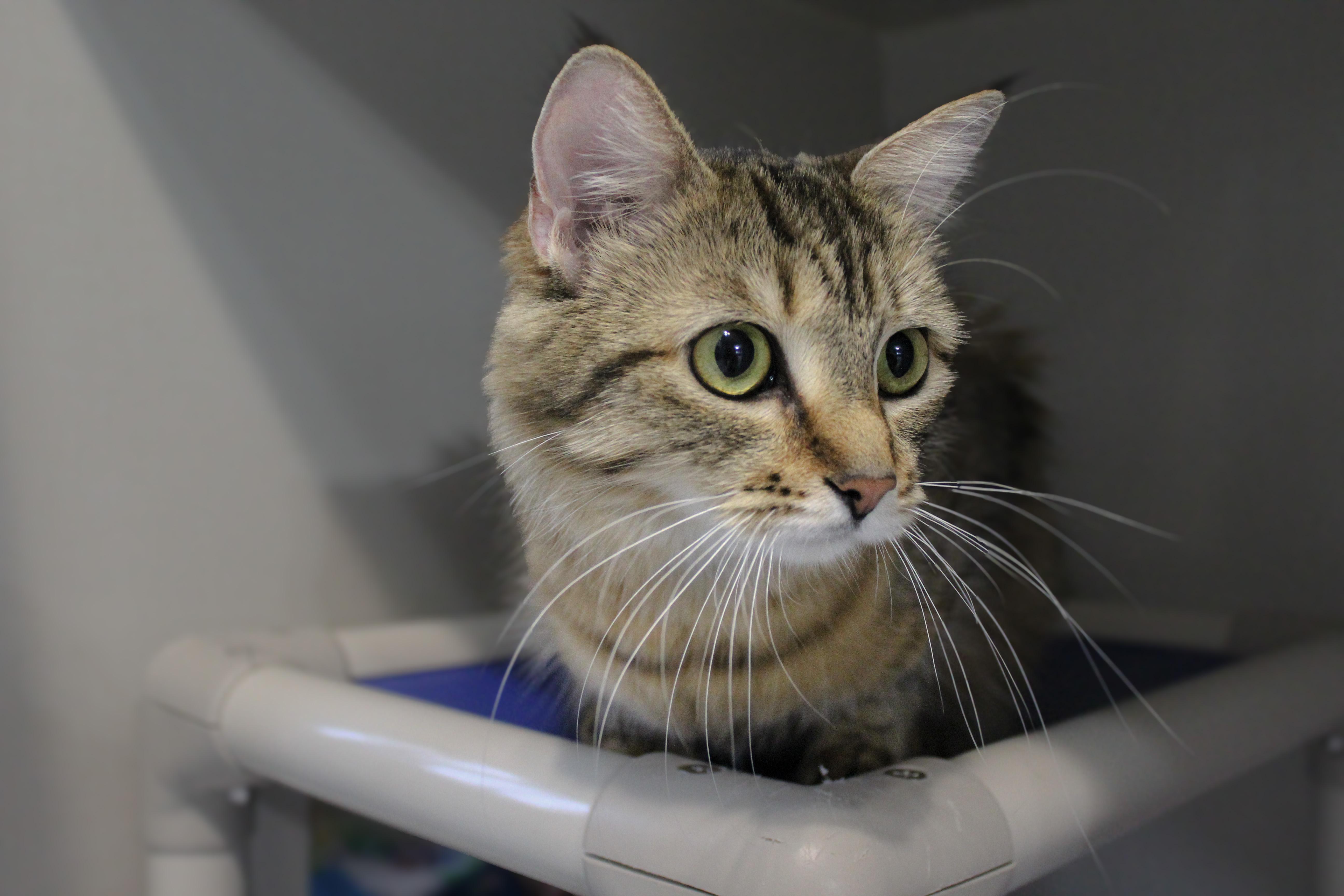 Zara, an adopted Domestic Medium Hair in Hutchinson, MN image 1/6