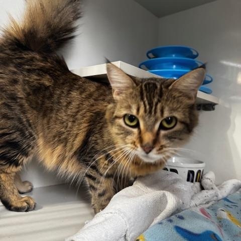 Zara, an adopted Domestic Medium Hair in Hutchinson, MN image 6/6