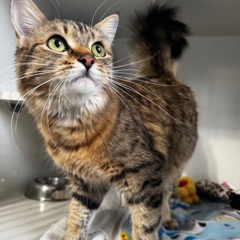 Zara, an adopted Domestic Medium Hair in Hutchinson, MN image 4/6