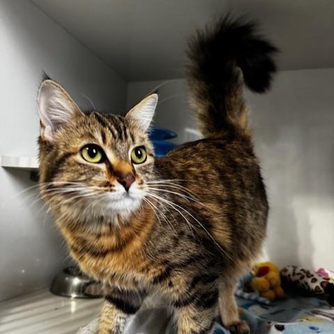 Zara, an adopted Domestic Medium Hair in Hutchinson, MN image 5/6