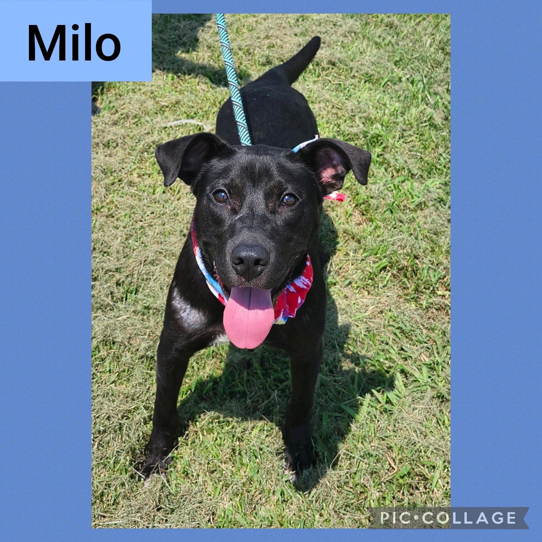 Milo