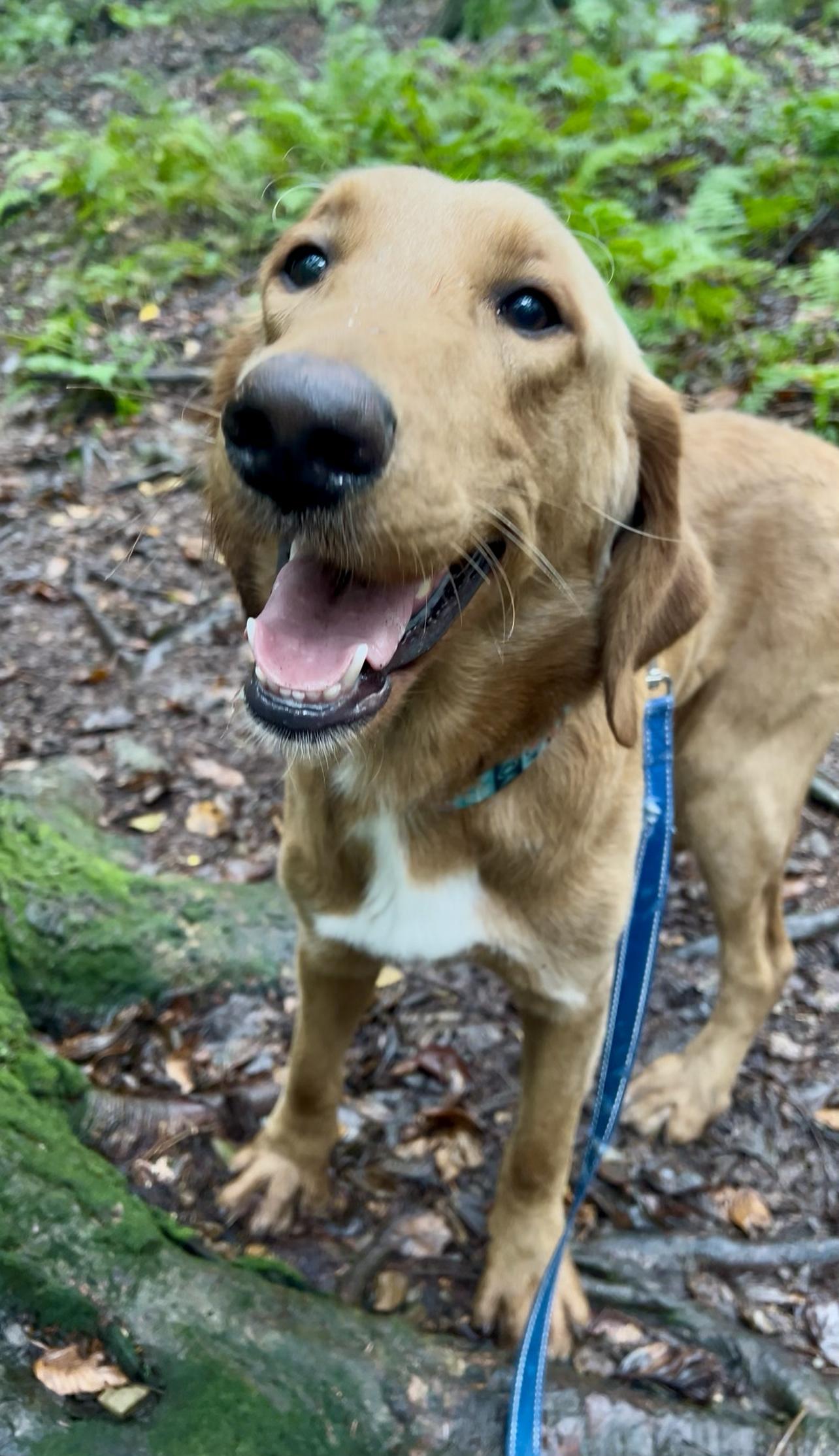 XYLOPHONE, Adoptable, Young Male Golden Retriever & Labrador Retriever.