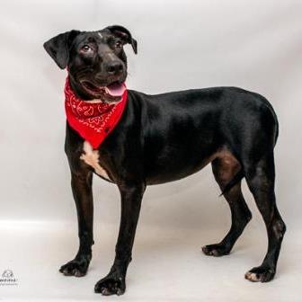 Biddy, Adoptable, Adult Female Labrador Retriever & Mixed Breed.