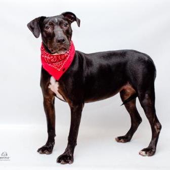 Biddy, a Adoptable mixed breed in Tyler, TX image 2/4