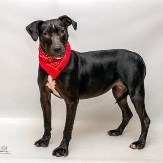 Biddy, a Adoptable mixed breed in Tyler, TX image 3/4