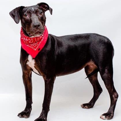 Biddy, a Adoptable mixed breed in Tyler, TX image 4/4