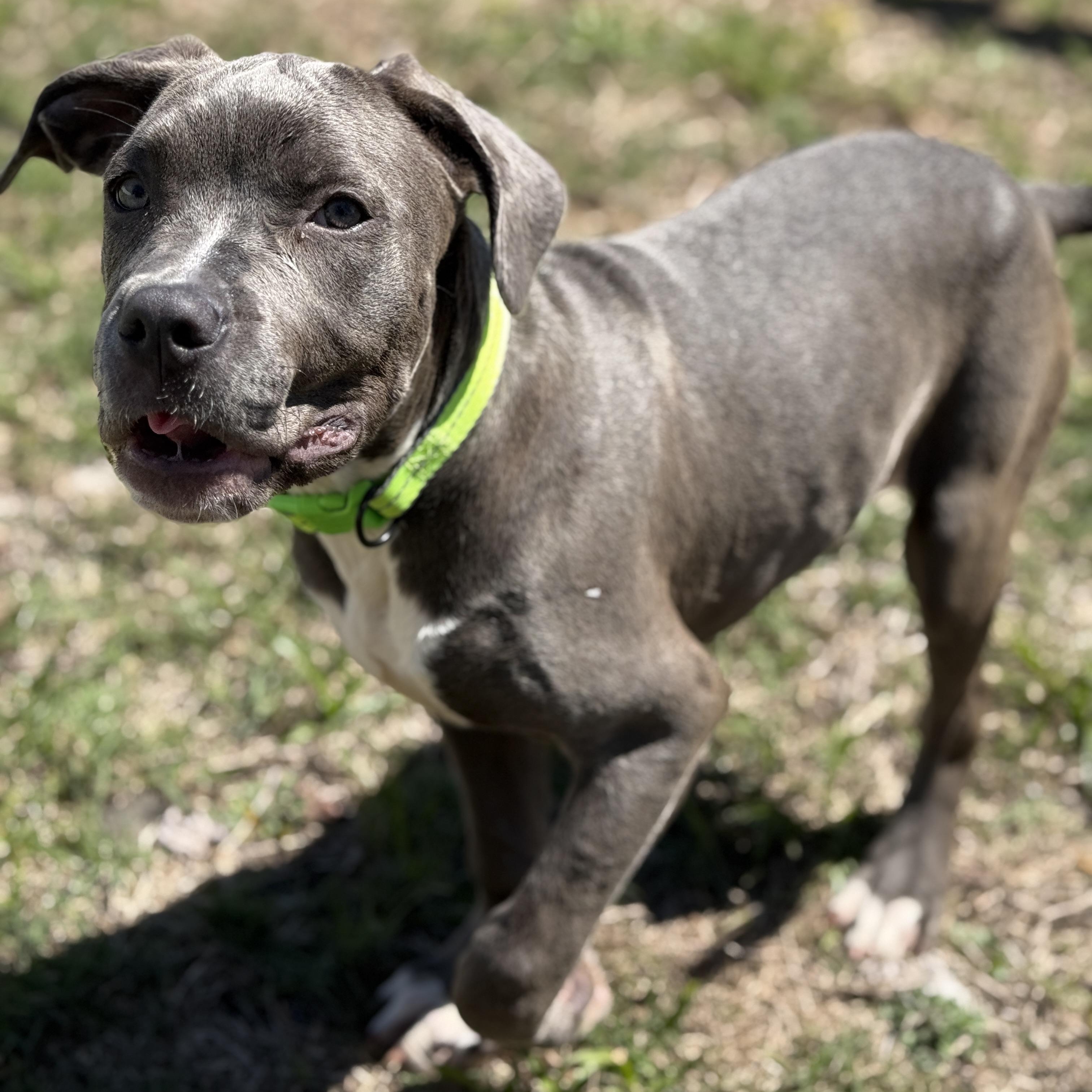 Enlarge Tulip, a Adoptable mixed breed in Deltona, FL image 4/5
