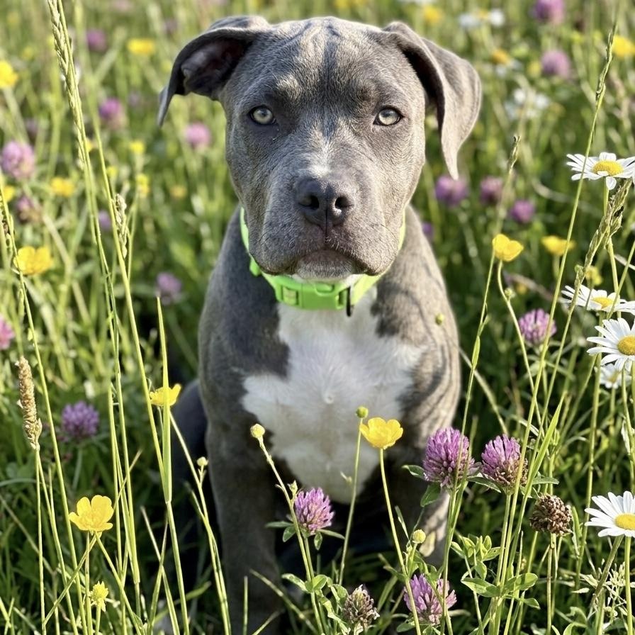 Tulip, Adoptable, Puppy Female American Bully & Cane Corso.
