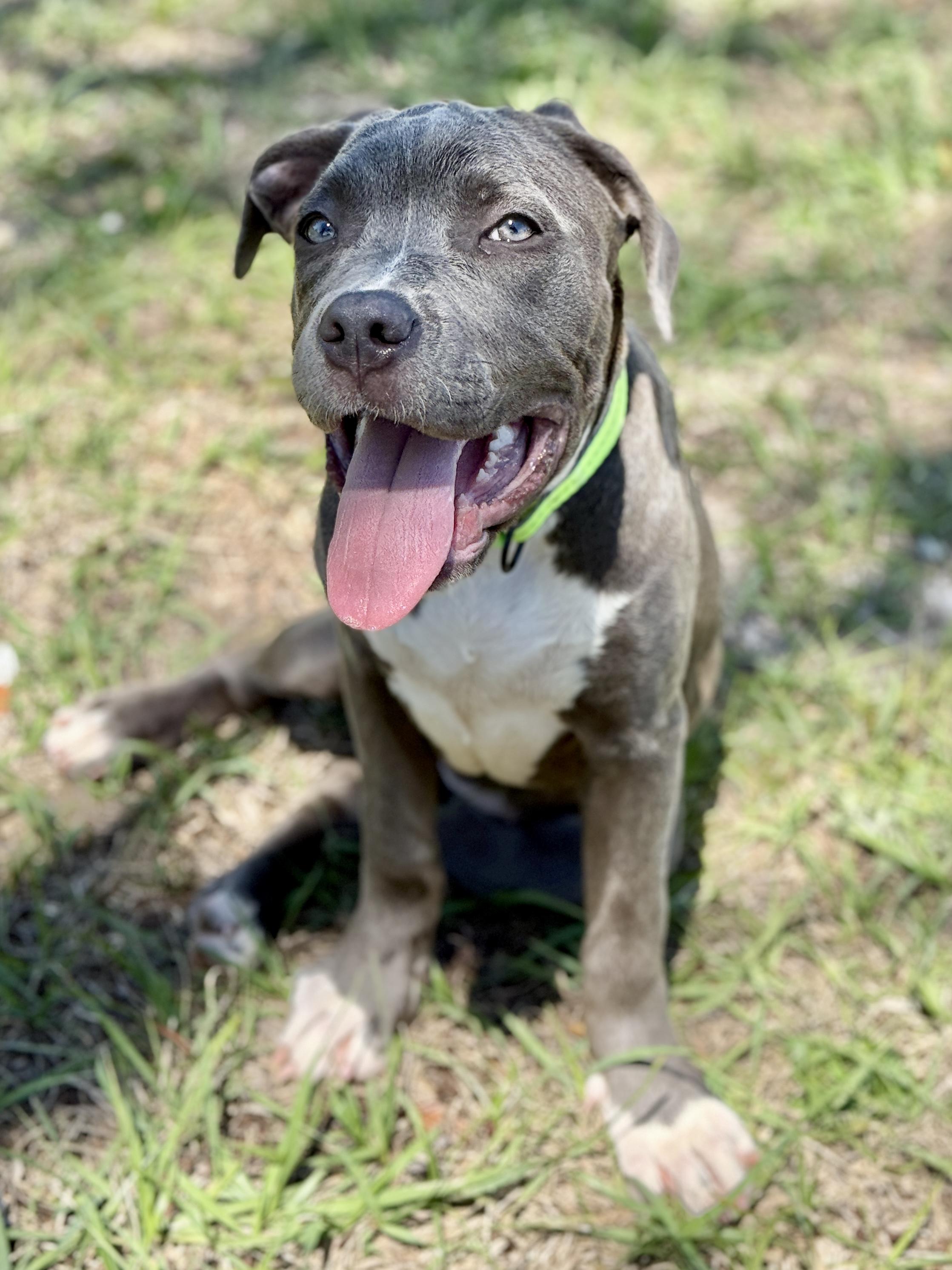 Tulip, Adoptable, Puppy Female American Bully & Cane Corso.