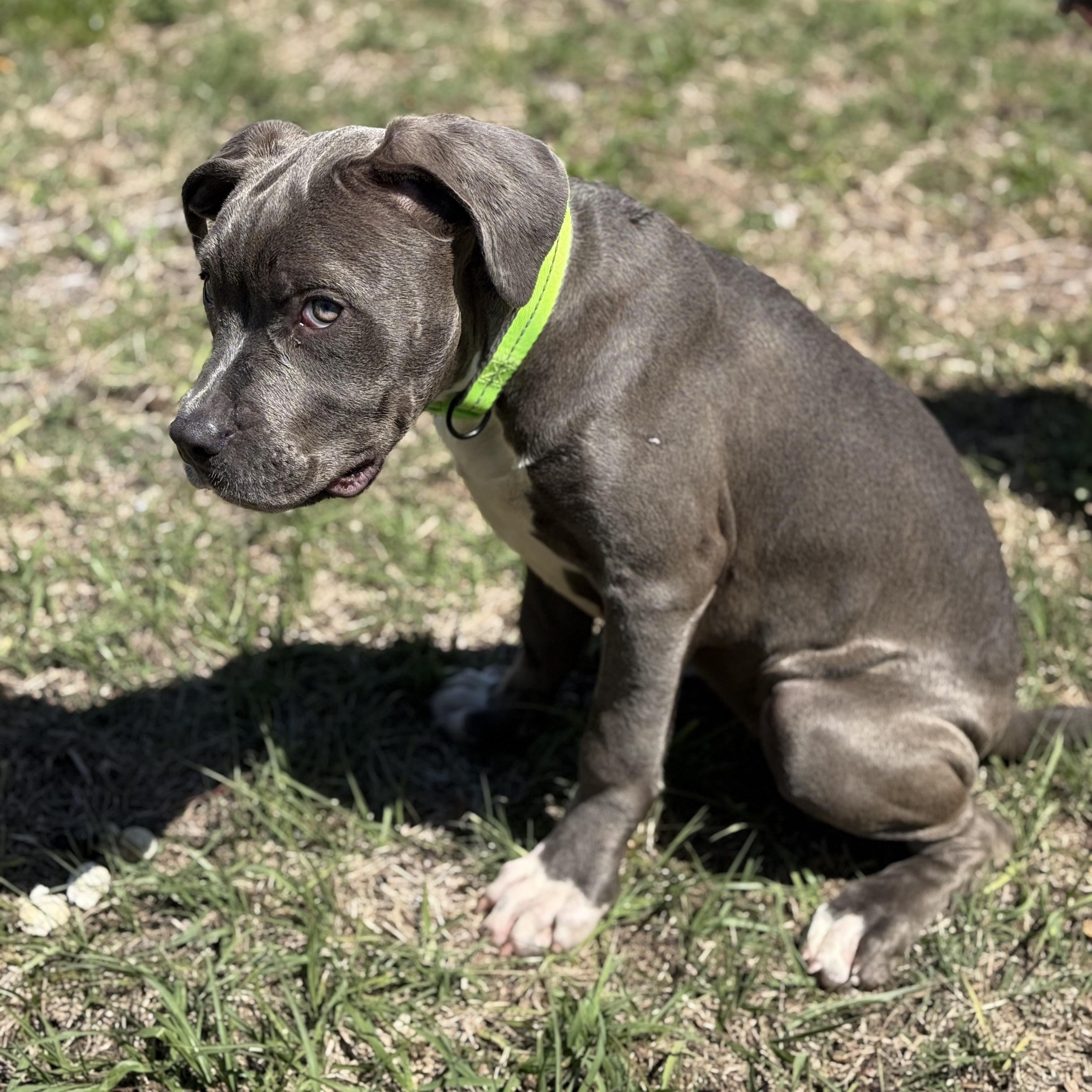 Enlarge Tulip, a Adoptable mixed breed in Deltona, FL image 5/5