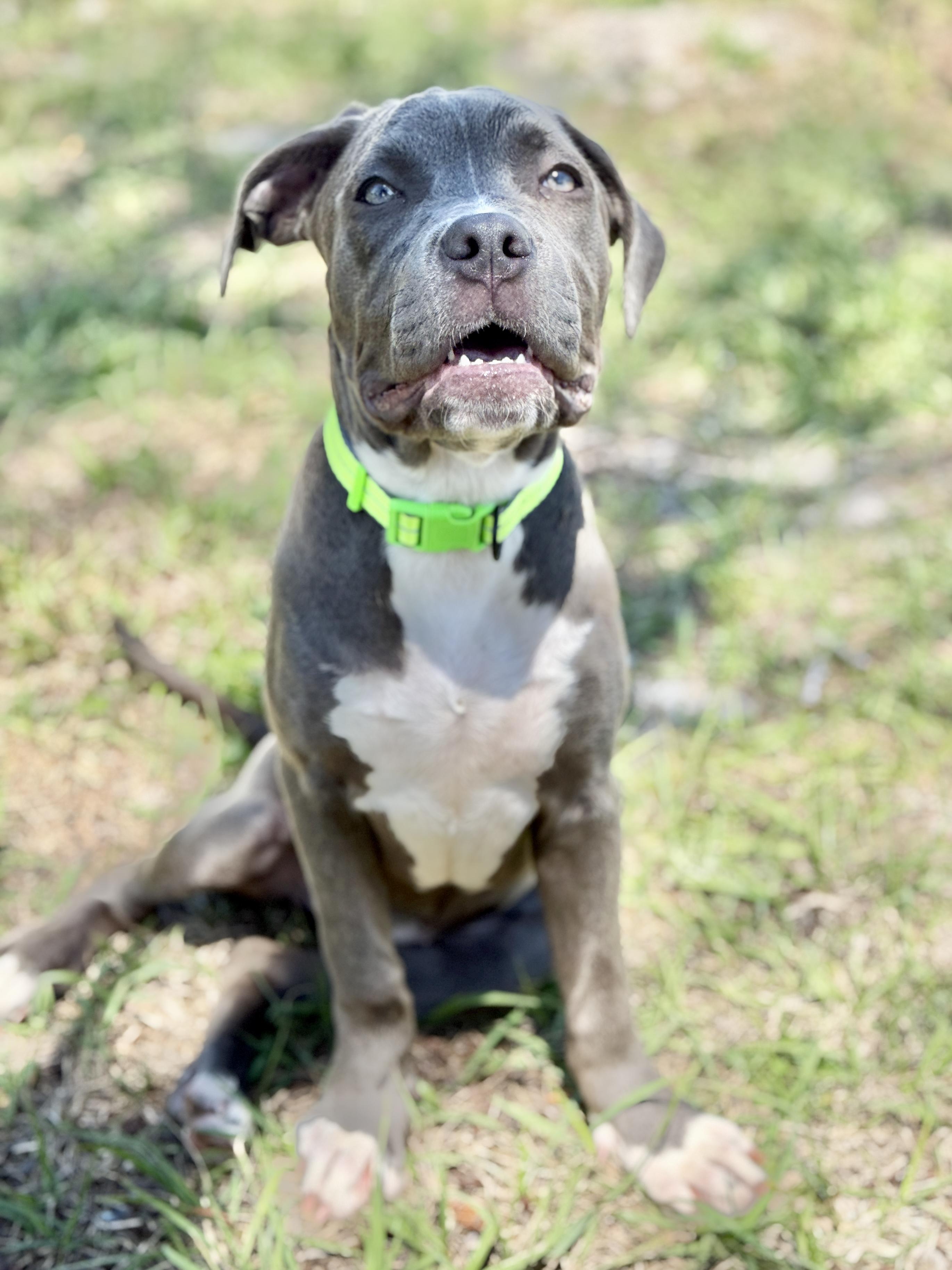 Enlarge Tulip, a Adoptable mixed breed in Deltona, FL image 2/5