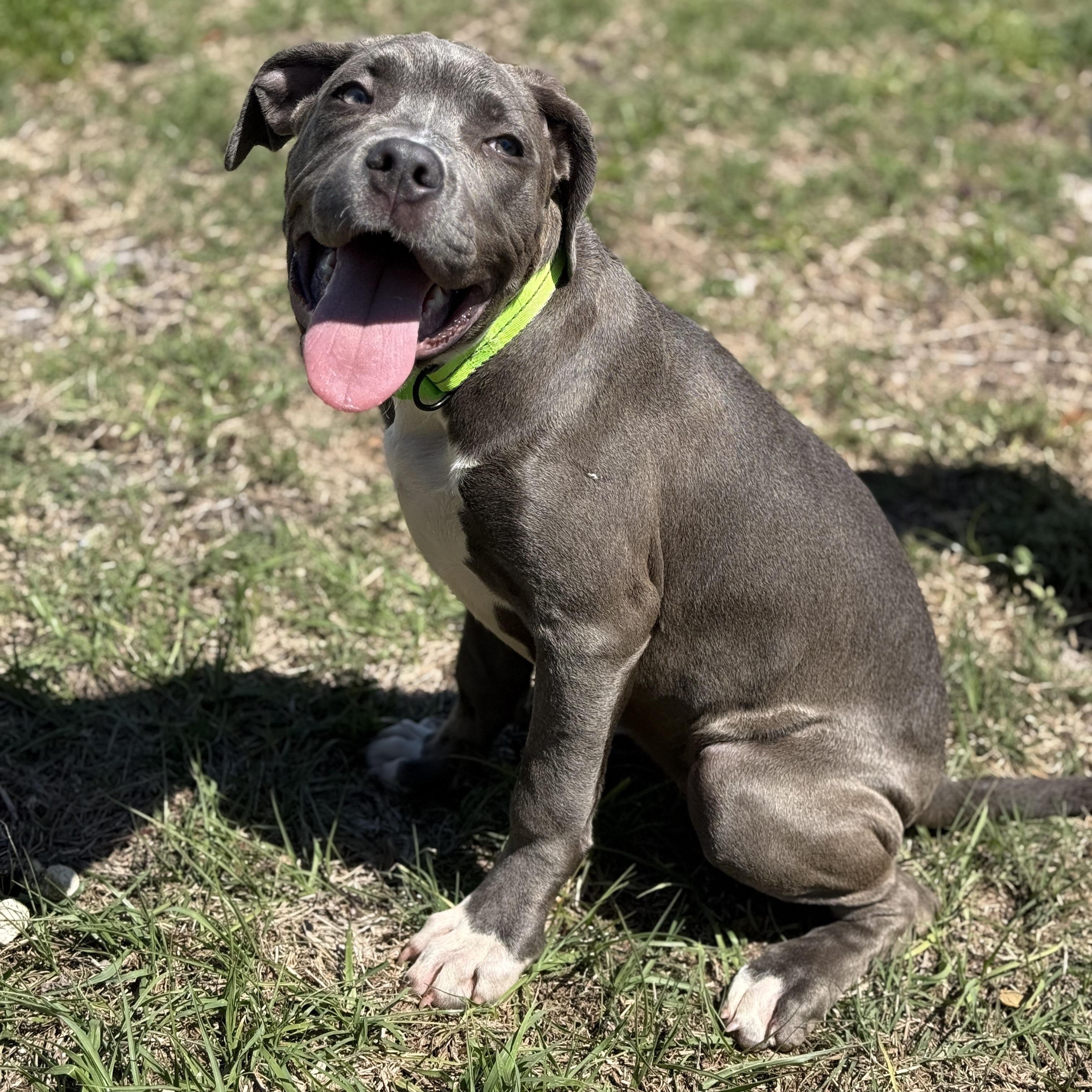 Enlarge Tulip, a Adoptable mixed breed in Deltona, FL image 3/5