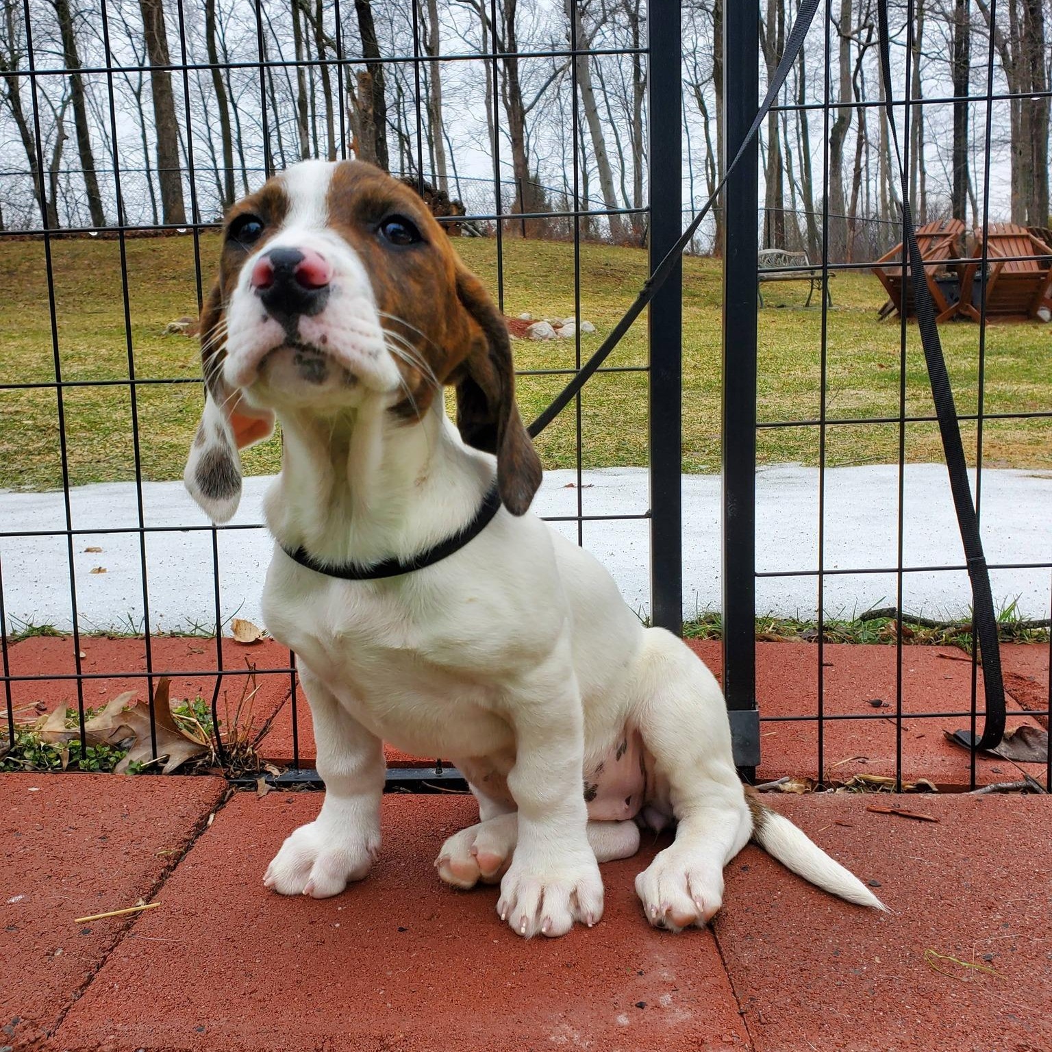 Jewels, Adoptable, Puppy Female Basset Hound & Mixed Breed.
