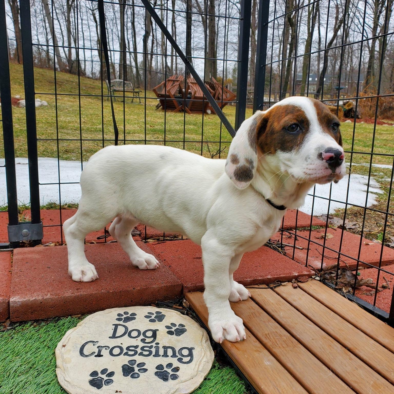 Enlarge Jewels, a Adoptable mixed breed in Blairstown, NJ image 5/6