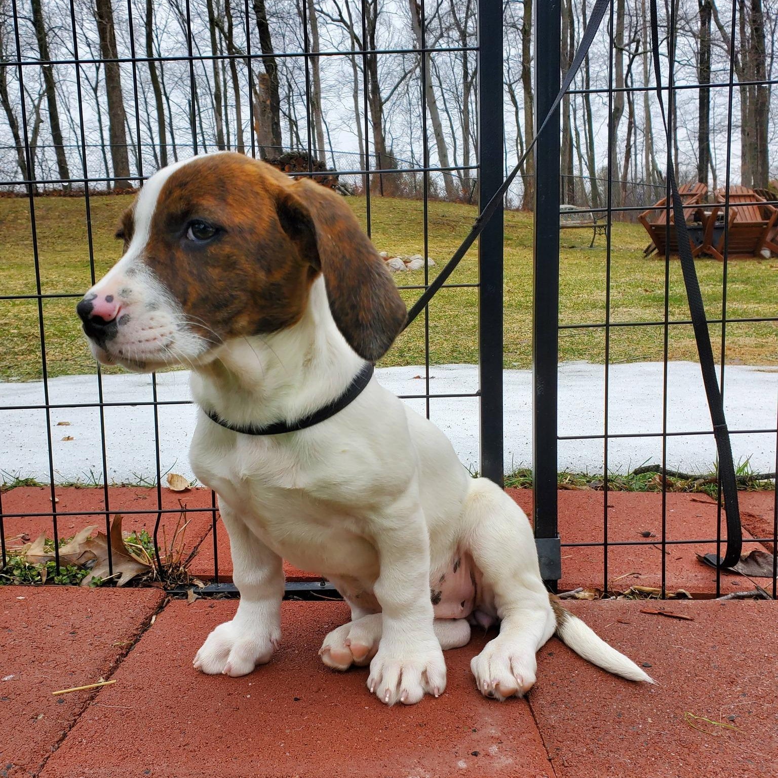 Enlarge Jewels, a Adoptable mixed breed in Blairstown, NJ image 4/6