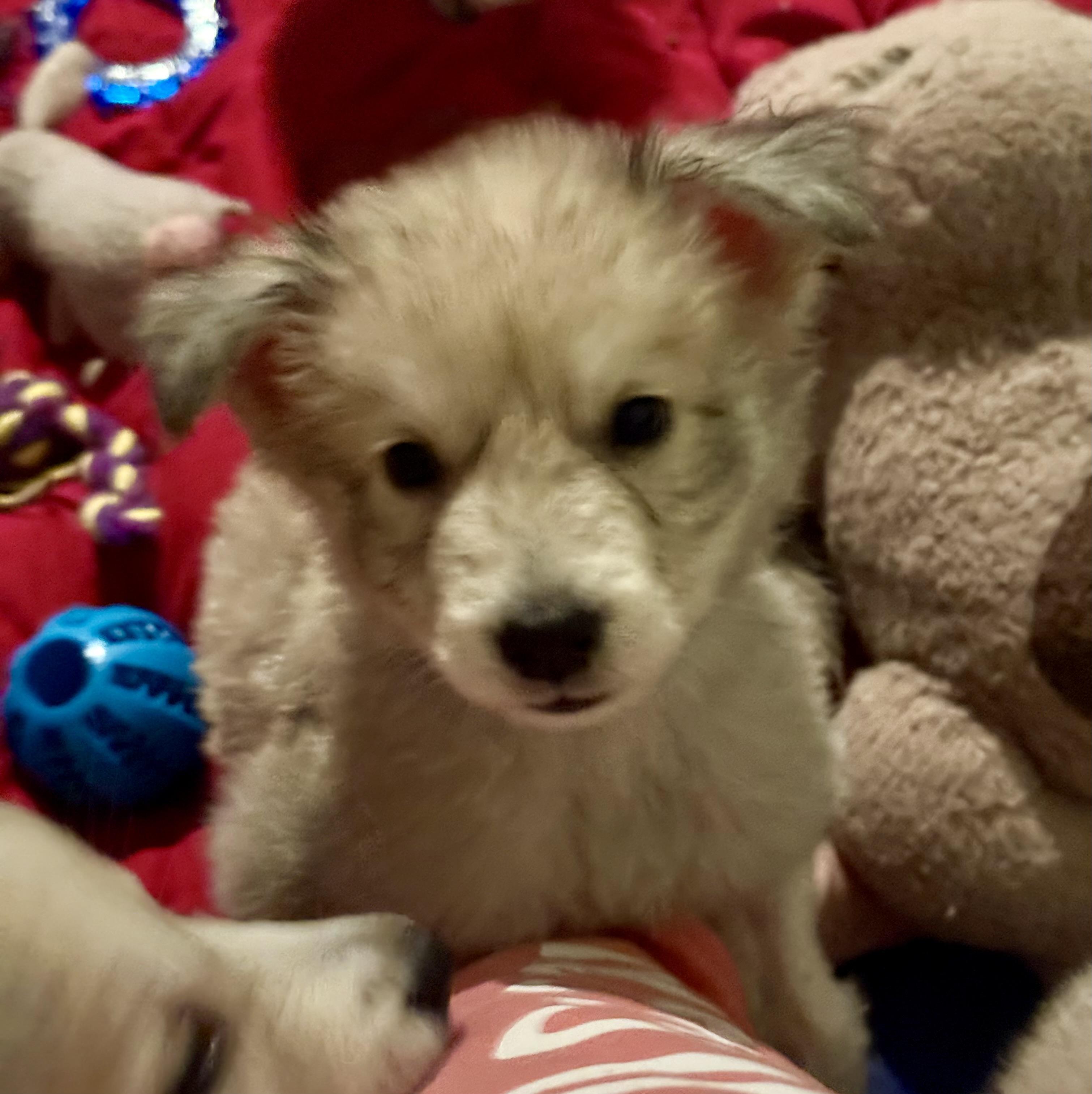 Enlarge Benji, a ADOPTABLE mixed breed in Sherman Oaks, CA image 5/5