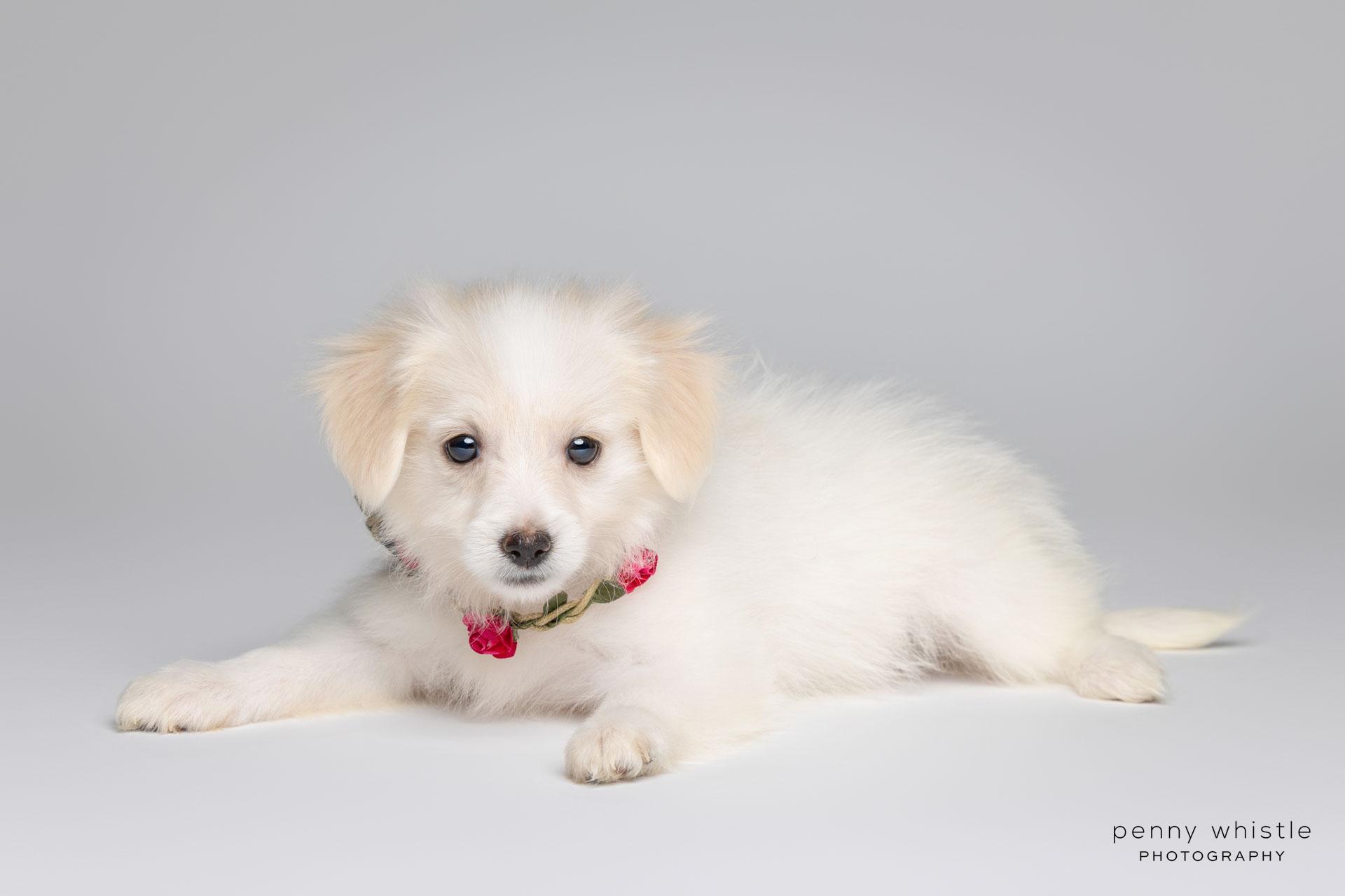 Darby, an adopted mixed breed in Coppell, TX image 3/4
